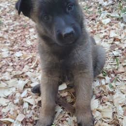 Girl 1 - Mahogany female Belgian Malinois puppy in Corpus Christi, Texas from Heavenly Firefly Belgian Malinois