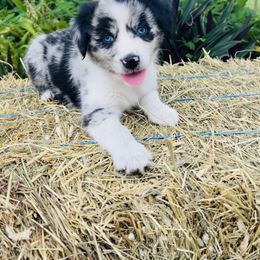 Aelin - Blue merle female Australian Shepherd puppy in Ocala, Florida from Udder Chaos Ranch