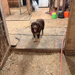Loretta - Australian Shepherd
