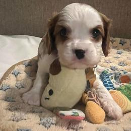 Sunny - Blenheim male Cavalier King Charles Spaniel puppy in Pennsylvania from Julie's Cavalier King Charles Spaniels