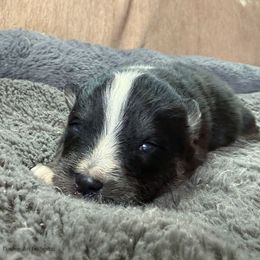 Captain - Black and white male Pomsky puppy in Moultonborough, New Hampshire from Foxfire Arctic Spitz