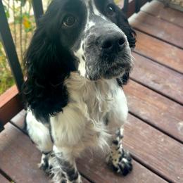 Auden(Audi) - Black white and tan female English Springer Spaniel puppy in Opelousas, Louisiana from Petite Ville Springers