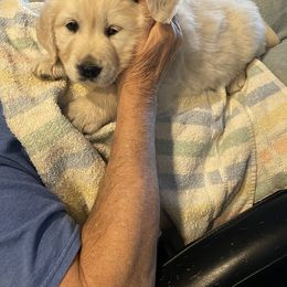 Golden Retriever All Grown Up from Amberidge Golden Retrievers