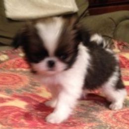 Japanese Chin Puppies from Dizzy Japanese Chin