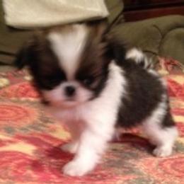 Japanese Chin Puppies from Dizzy Japanese Chin