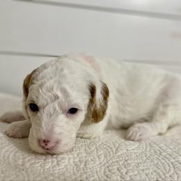 Angel - Parti female Goldendoodle puppy in Stanford, Kentucky from Holloway Goldendoodles