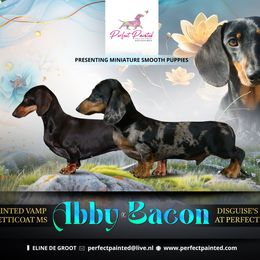 Dachshund puppies from Perfect Painted