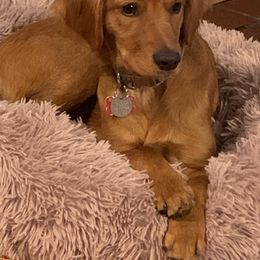 Clover - Companion Cross
