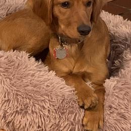 Clover - Companion Cross