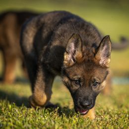 German Shepherd Puppies from Sommerfeld German Shepherds