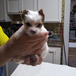 Yorkshire Terrier Puppies from Dare to Dream Yorkies
