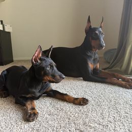 Doberman Pinscher and French Bulldog Puppies from Haus of Hound