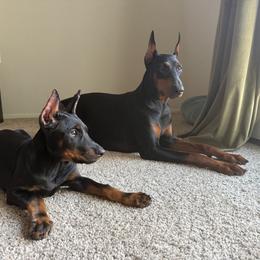 Doberman Pinscher and French Bulldog Puppies from Haus of Hound
