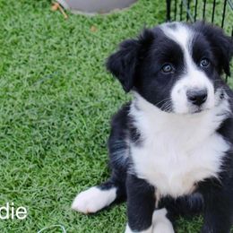 Australian Shepherd Puppies from Tru Blu Aussies