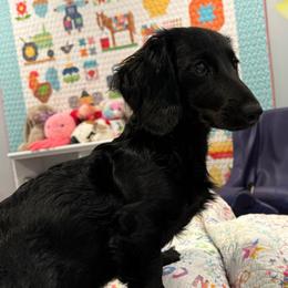 Kit-Kat - Dachshund