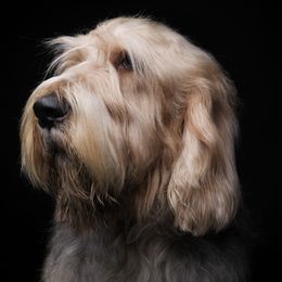 Otterhound All Grown Up from Con Cara Kennels