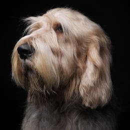 Otterhound All Grown Up from Con Cara Kennels