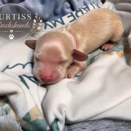 2nd Born ee Cream (ON HOLD) - Cream female Dachshund puppy in Rochester, Washington from Curtiss Dachshunds