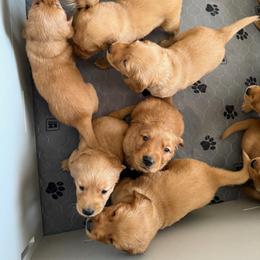 Girl 2 - Golden female Golden Retriever puppy in Kentucky from Greenridge Kennels