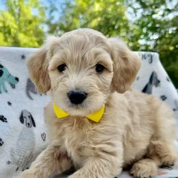 Yellow Collar Boy - Red female Double Doodle puppy in Clarks Hill, South Carolina from Rosie’s Double Doodles