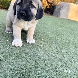 Anatolian Shepherd Dog Puppies from WanderDogs.Co