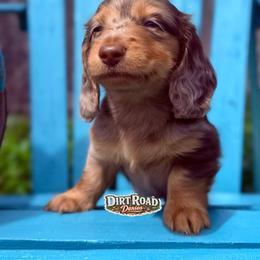 Wonka - Dapple male Dachshund puppy in O'donnell, Texas from Dirt Road Doxies