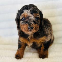 Star - Blue merle female Aussiedoodle puppy in Calimesa, California from Teakwoodpoodleofsocal