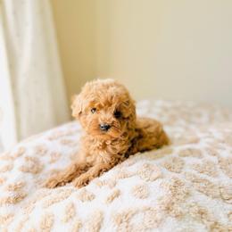 Sunny - Apricot male Goldendoodle puppy in Elizabethtown, Kentucky from Reddy Poodles & Doodles