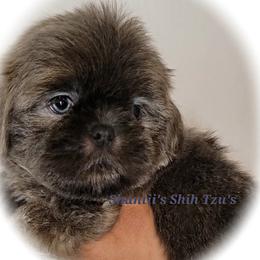 Shih Tzu Puppies from Shantii's Shih Tzu's