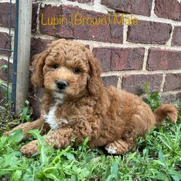 Lupin - Red  male Goldendoodle puppy in De Pere, Wisconsin from Kinzor Kennels
