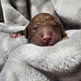 SKITTLES - Red  male Goldendoodle puppy in Harris County, Texas from Cute & Curly Doodles