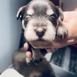 Girl 1 - Liver female Miniature Schnauzer puppy in Pensacola, Florida from Reservoir Dogs