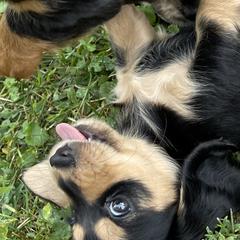Dachshund Puppies from Willow River Dachshunds