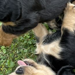 Dachshund Puppies from Willow River Dachshunds