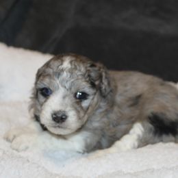 Latte - Blue merle female Aussiedoodle puppy in Loretto, Tennessee from K Kountry Farm