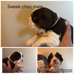 Choc tri white collar - Chocolate male Cavalier King Charles Spaniel puppy in Greenleaf, Wisconsin from Ledgetop Family Cavaliers