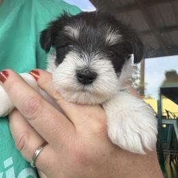 Miniature Schnauzer Puppies from Foust Family