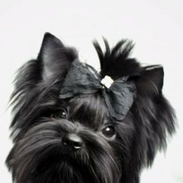 Yorkshire Terriers from Pawsitively Chocolate Yorkies