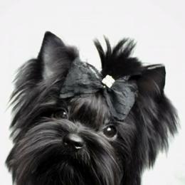 Yorkshire Terriers from Pawsitively Chocolate Yorkies