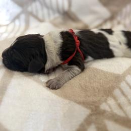 Wirehaired Pointing Griffon Puppies from Idleista Grand Chasseur