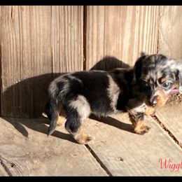 Dachshund and Pug Puppies from Wiggle'n V Ranch