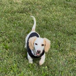 Dachshund All Grown Up from Doxie Bunch