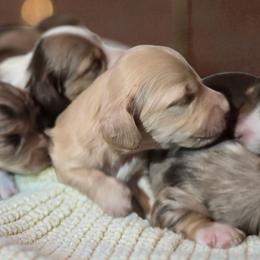 Polar - Cream male Dachshund puppy in Oklahoma City, Oklahoma from OkieDoxieland Dachshunds