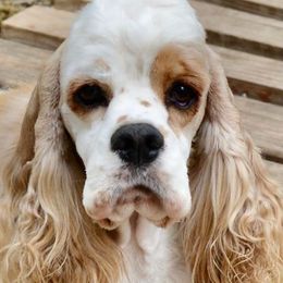 Cocker Spaniel All Grown Up from Willwyn Cockers