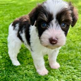 Alley - Parti female Miniature Schnauzer puppy in Canyon Lake, Texas from Chambers Schnauzers