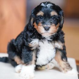 Cove - Tri-color female Bernedoodle puppy in Dundee, Ohio from Down Home Doodle