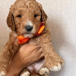 Loui - Red  male Goldendoodle puppy in Sacramento, California from GoldenDoodle Love