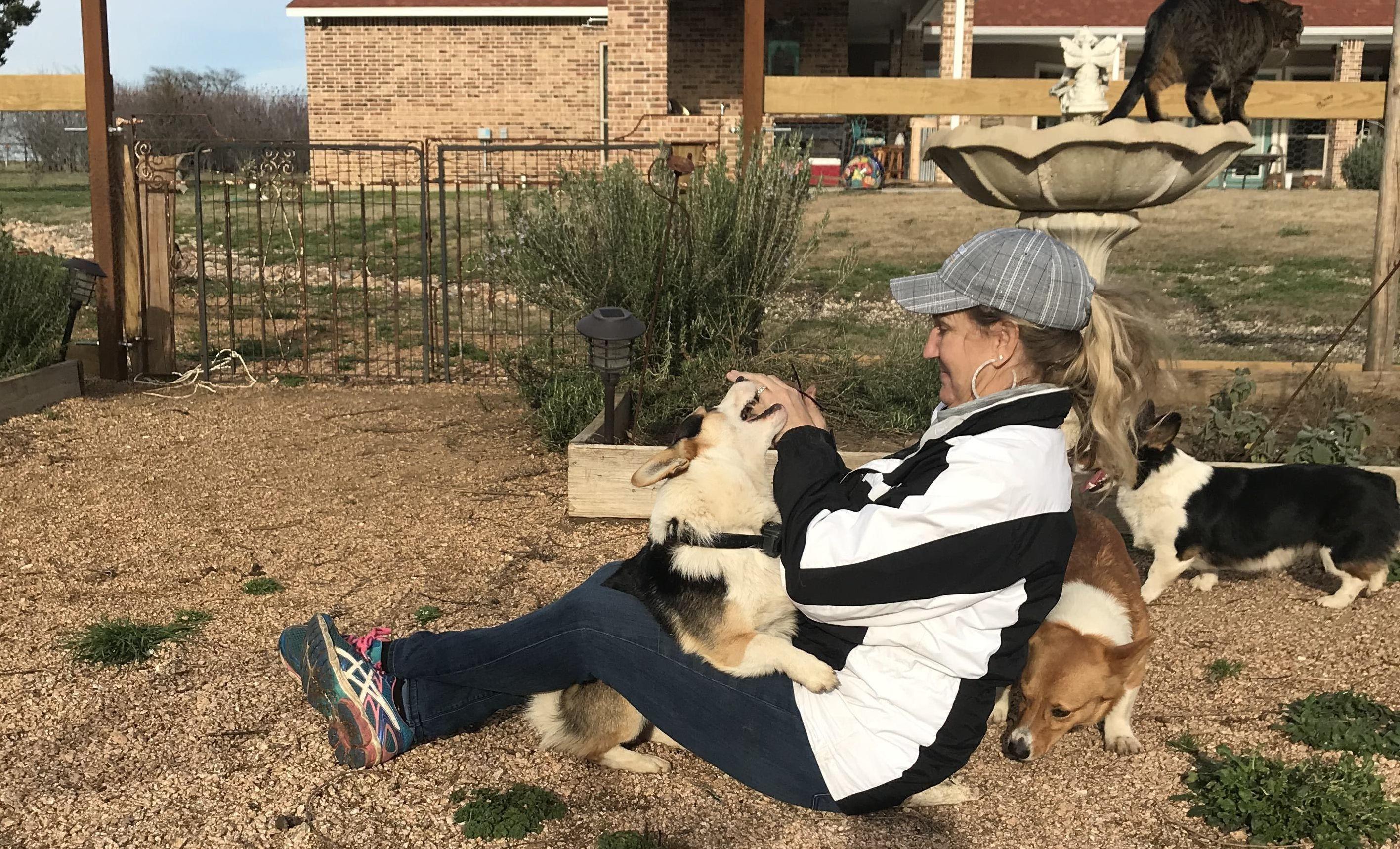 Pembroke Welsh Corgis from Arrowhead Corgis