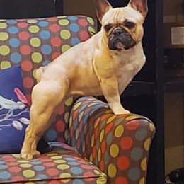 French Bulldog All Grown Up from Windy Willow's French Bulldog