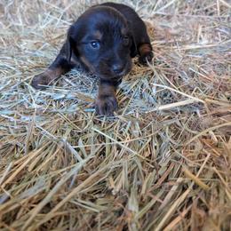 Boy 2 - Black and tan male Dachshund puppy in Cole Camp, Missouri from Long Dog Ranch